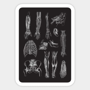 Vintage human anatomy pattern Sticker